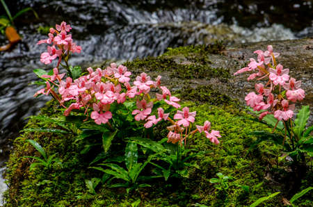 The Pink-Lipped Rhodocheila Habenaria (Pink Snap Dragon Flower) found in tropical rainforests at "Mundeang" waterfall in Phu hin rong kra national park,Phitsanulok province,Thailand,defocusedの写真素材