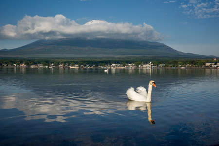 White swan with the reflection of MT Fuji on the backgroundの写真素材