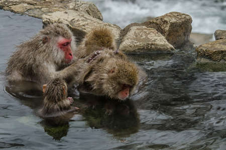 Japanese Snow monkey Macaque in hot spring Onsen Jigokudan Park, Nakano, Japan