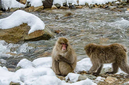 Japanese Snow monkey Macaque in hot spring Onsen Jigokudan Park, Nakano, Japanの写真素材