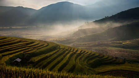 Rice fields on terrace in rainy season at Mu Cang Chai, Yen Bai, Vietnam. Rice fields prepare for transplant at Northwest Vietnamの写真素材