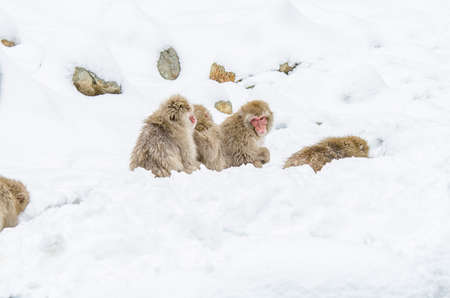 Japanese Snow monkey Macaque in hot spring Onsen Jigokudan Park, Nakano, Japanの写真素材
