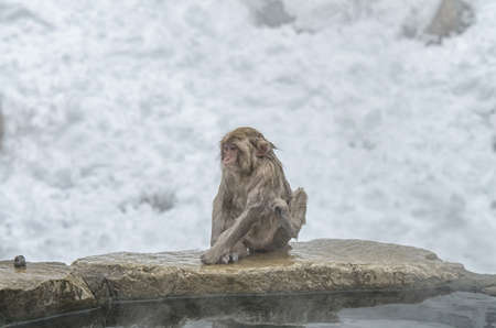 Japanese Snow monkey Macaque in hot spring Onsen Jigokudan Park, Nakano, Japanの写真素材