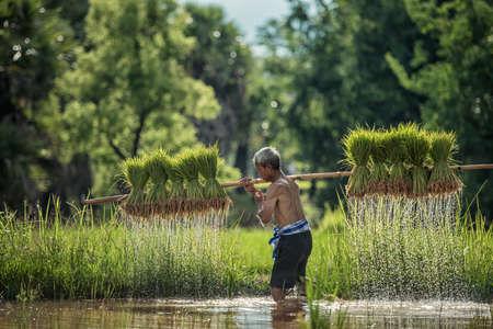 Hard Work Farmer in Rice green fields holding rice baby. They were soaked with water and mud to be prepared for planting. at Wanonniwat, Sakonnakhon, Thailandの写真素材