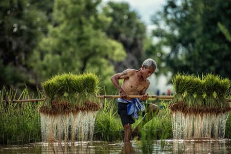 Hard Work Farmer in Rice green fields holding rice baby. They were soaked with water and mud to be prepared for planting. at Wanonniwat, Sakonnakhon, Thailandの写真素材