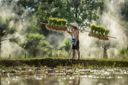 Hard Work Farmer in Rice green fields holding rice baby. They were soaked with water and mud to be prepared for planting. at Wanonniwat, Sakonnakhon, Thailandの写真素材