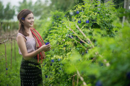 Beautiful Asian woman farmer in flower farm. holding butterfly pea. agriculture organic small business farmingの写真素材