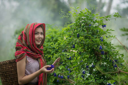 Beautiful Asian woman farmer in flower farm. holding butterfly pea. agriculture organic small business farmingの写真素材
