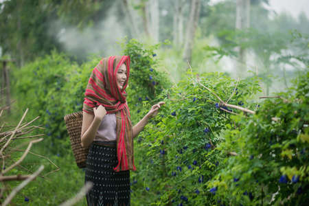 Beautiful Asian woman farmer in flower farm. holding butterfly pea. agriculture organic small business farmingの写真素材