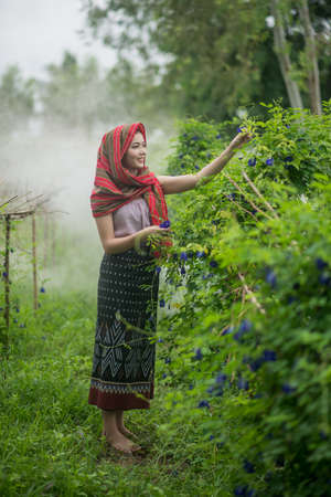 Beautiful Asian woman farmer in flower farm. holding butterfly pea. agriculture organic small business farmingの写真素材
