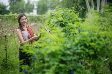Beautiful Asian woman farmer in flower farm. holding butterfly pea. agriculture organic small business farmingの写真素材