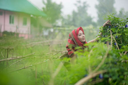Beautiful Asian woman farmer in flower farm. holding butterfly pea. agriculture organic small business farmingの写真素材