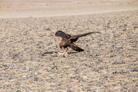 The eagle hunters hunting rabbit at ULGII, MONGOLIAの写真素材