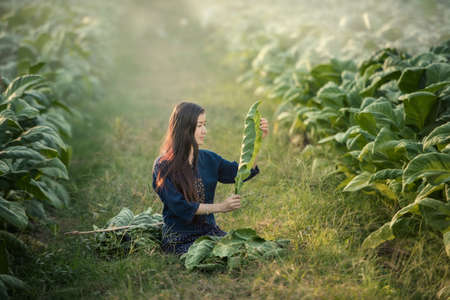 Beautiful asian girl in Laos traditional costume identity culture of Laos agriculture organic small business farming at Vientiane Laosの写真素材