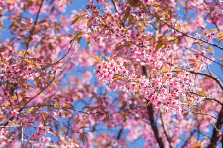 Cherry blossom Thai sakura in winter at Doi Kunwang, Chaing mai Province, Thailand.の写真素材