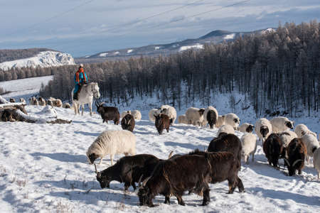 Girl shepherd sitting on horse and shepherding herd of sheep in prairie with snow-capped mountains on backgroundの写真素材