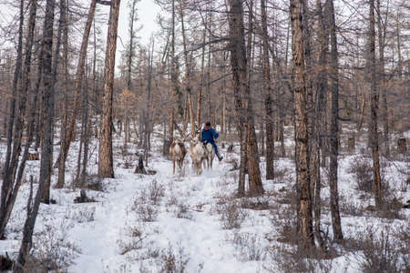 Mongolian Reindeer in traditionally Tsaatan family on their reindeers at Taiga, Mongolia
