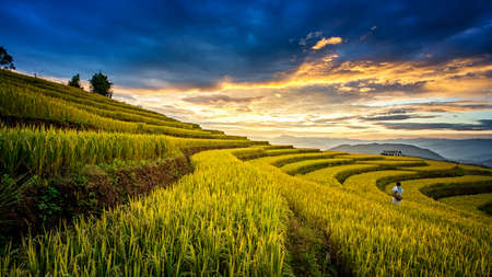 Rice fields on terraced of Chiangmai, Thailand. Rice fields prepare the harvest at North Thailand....