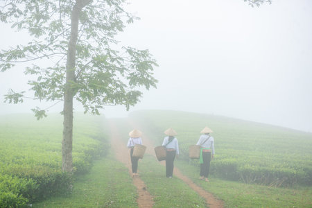 Hmuong working in green tea plantation at Long Coc tea mountain, Phu Tho province, Vietnamの写真素材