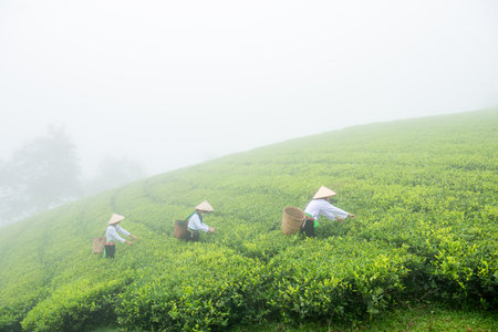 Hmuong working in green tea plantation at Long Coc tea mountain, Phu Tho province, Vietnamの写真素材
