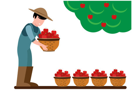 Farmer or gardener picks apples from trees in the orchard, flat vector illustration. Summer or autumn apple orchard with a bountiful harvest and agricultural workers.のイラスト素材