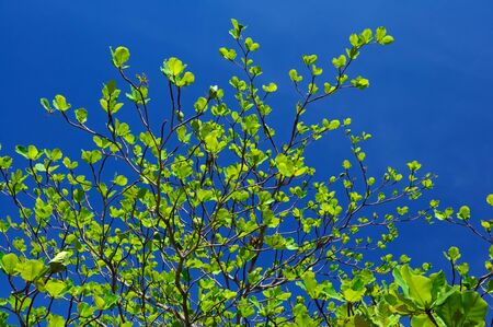 The sky is blue and all the leaves are green.の写真素材