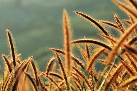 Flower grass with golden rim light の写真素材