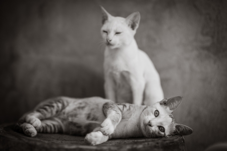 Cat in black and white.