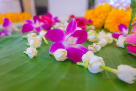 Background of justmine,rose,orchid with selective focus.の写真素材