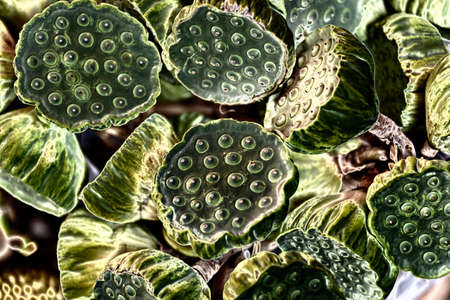 Close up of lotus pods, fillter.