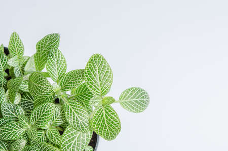 Small plant green in pot on white backgrouond with copy space.