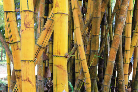 Golden Bamboo, Thailandの写真素材