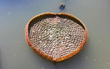 big lotusの写真素材