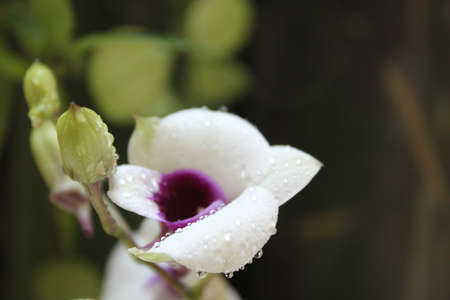 Orchidの写真素材