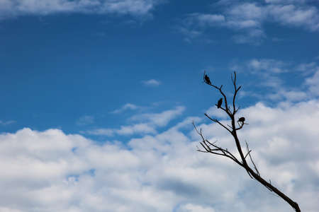 Birds on dead branchesの写真素材