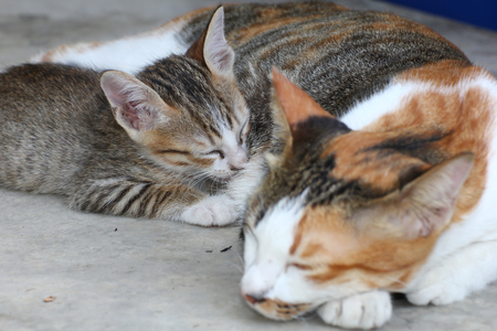 Kittens and catの写真素材