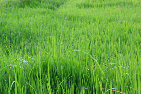Green rice fieldの写真素材