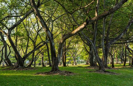 tree,forest,gardenの写真素材