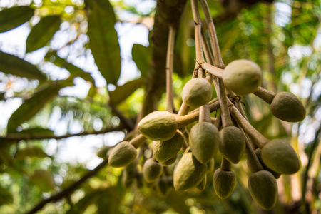 bud of durian