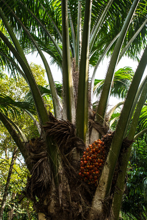 ripe of palm oilの写真素材