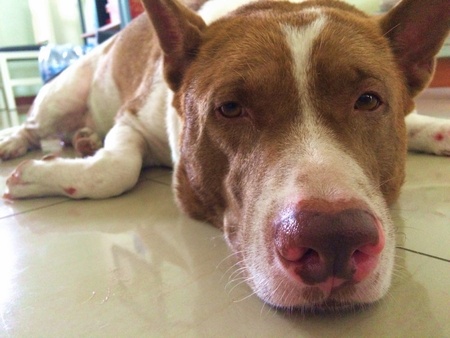 A dog need to awake.の素材