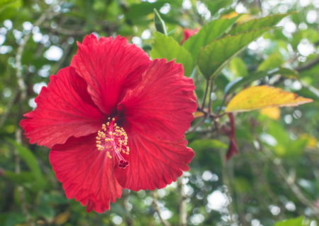 red Hibiscus flowerの写真素材
