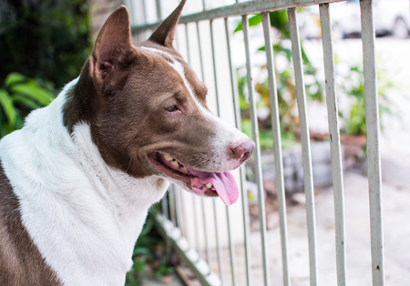 dog waiting behind the fenceの写真素材