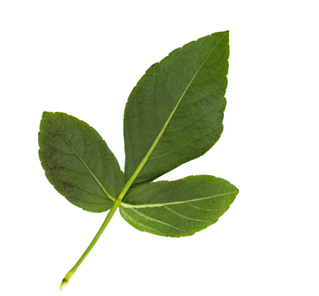 green  leave on white backgroundの写真素材