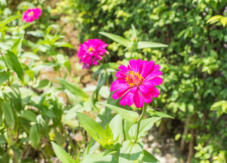beautiful purple zinnia elegans flowers in a public park.の写真素材