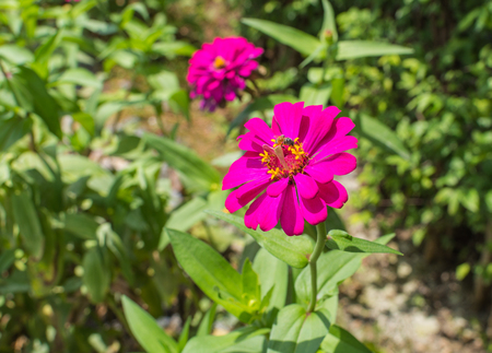 beautiful purple zinnia elegans flowers in a public park.の写真素材