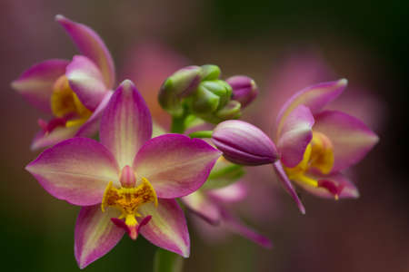 orchid
