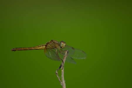 dragonflyの写真素材