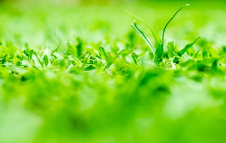 Grass on the earthの写真素材