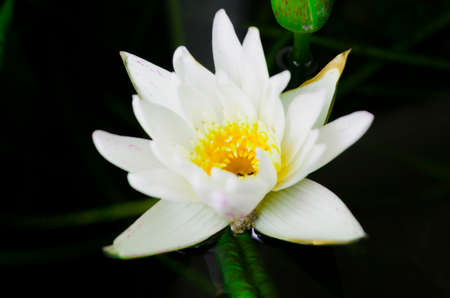 lotus on the waterの写真素材